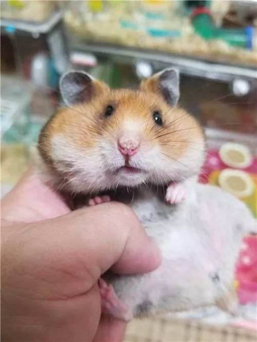 日推网友鼠年仓鼠腮帮子大赛满屏圆滚滚毛茸茸敲可爱