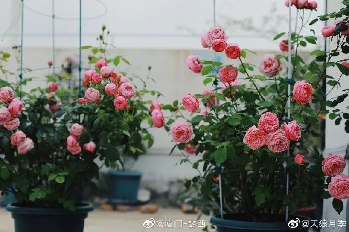 想要花量爆炸这9个月季你值得拥有