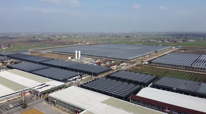 高邮八桥甲秀花海花卉市场!