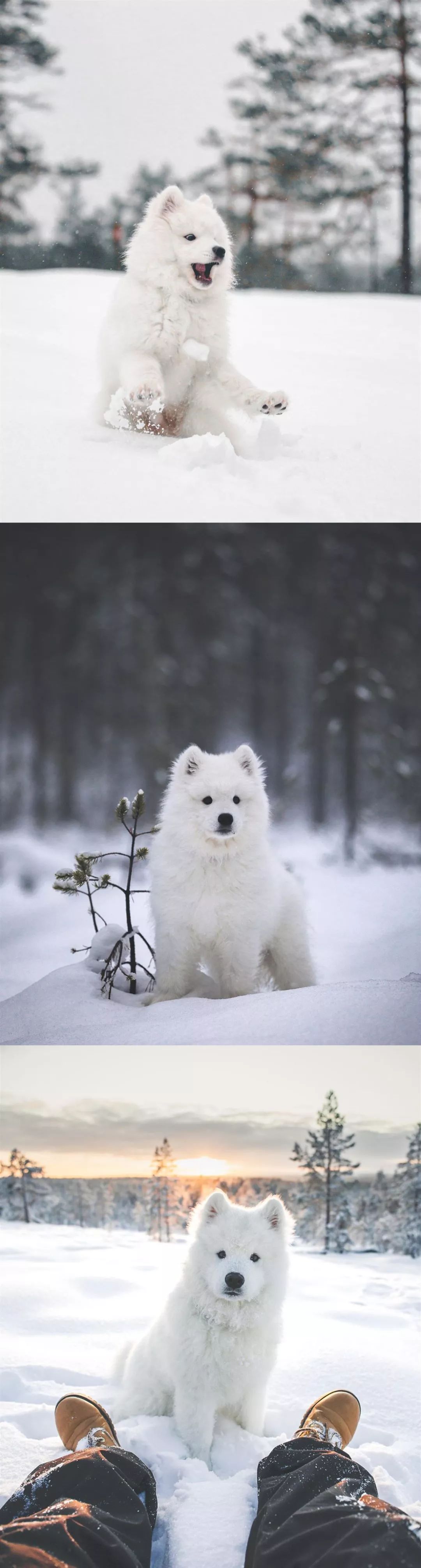 萨摩耶在雪地里玩耍画面超美的