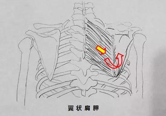 让人苦恼的肩胛内侧痛