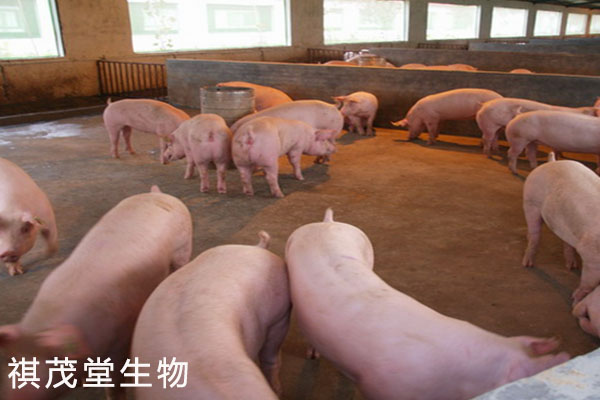 2020年养猪业怎样发展?听一听地方"两会"传来的猪业"最强音"!