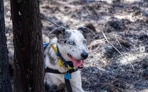当时还年幼的bear被诊断出强迫症,注意力无法集中,又过度精力旺盛,让