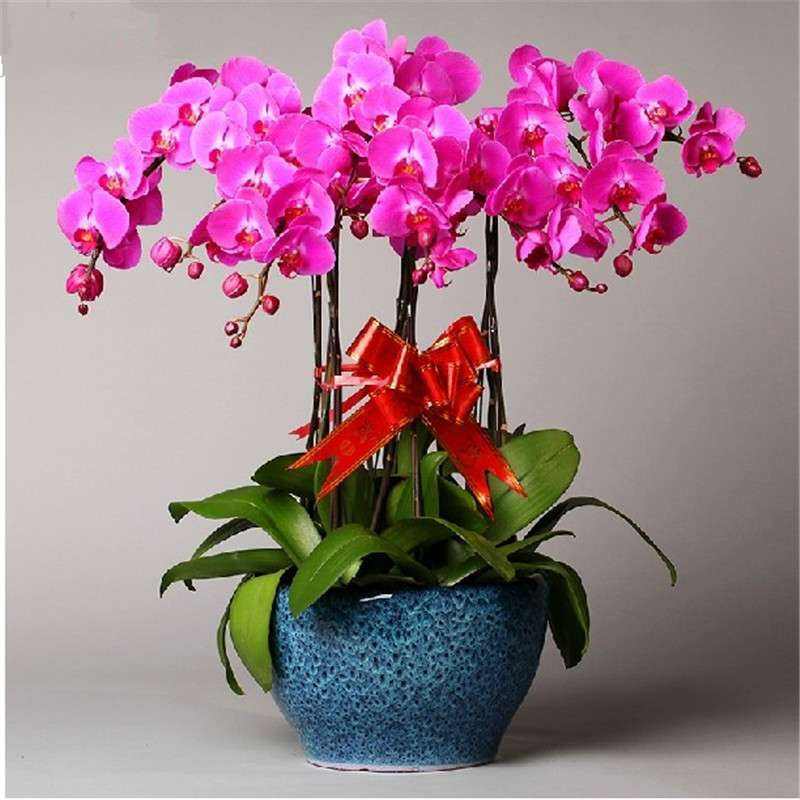 12生肖对应的新春招财花赶快来看看你需要哪种