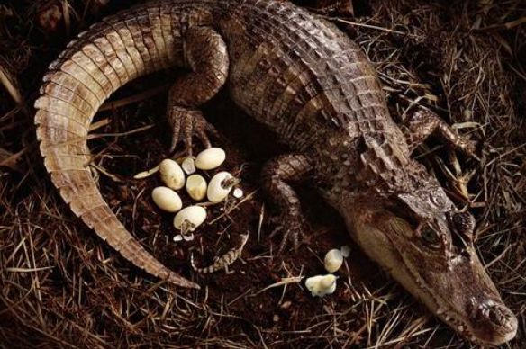 百万单词动物的行为二