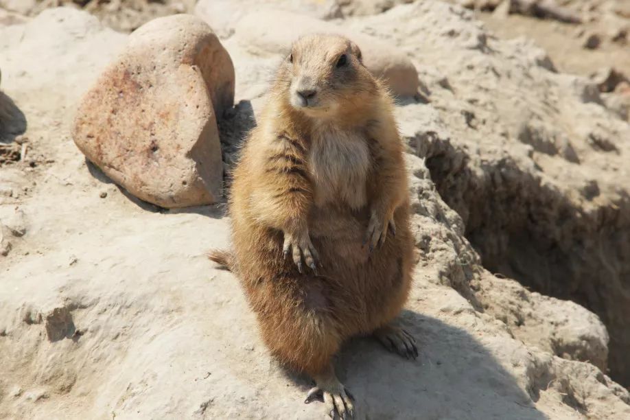 百獸鬧新春全家更歡樂大年初三南通森林野生動物園一日遊