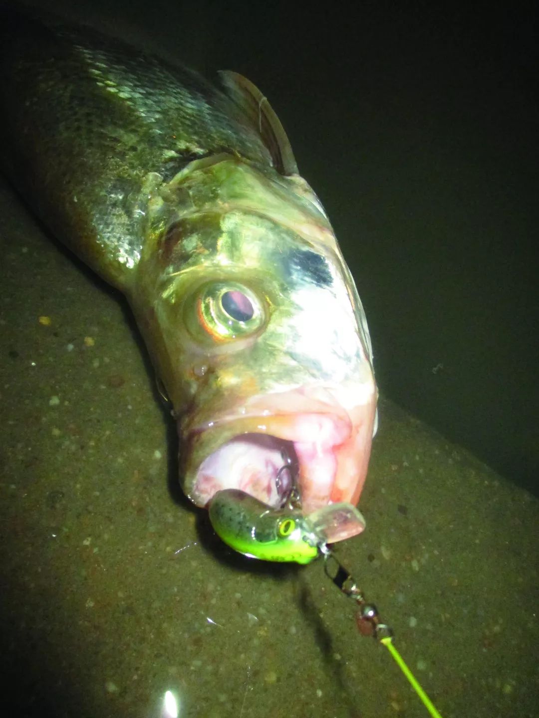 记录一下我与路亚生涯中第一条亚米级翘嘴的邂逅时刻下