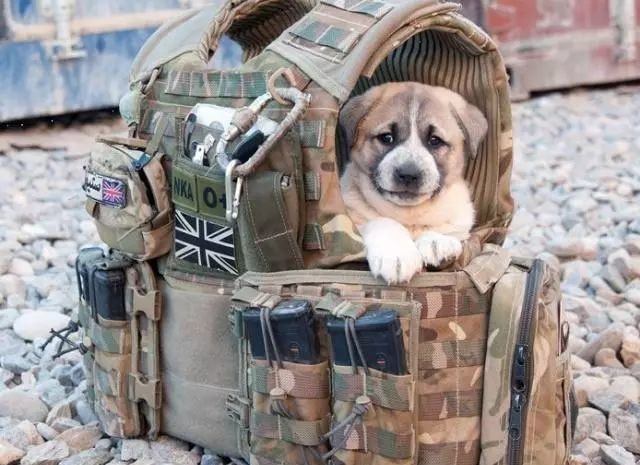 原创身中12枪都没死!老外质疑中国防弹衣有钢板,拆开后看傻眼