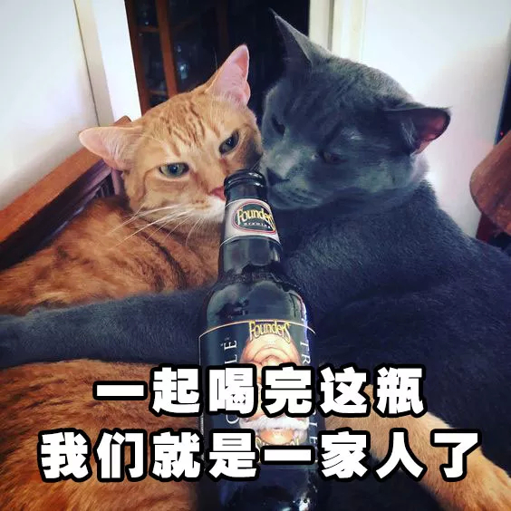 猫猫喝酒表情包