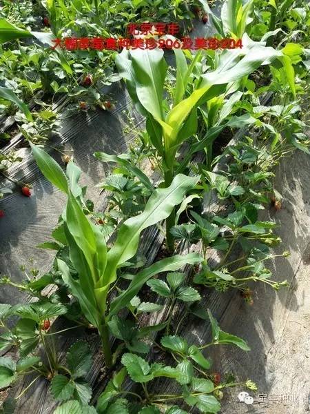 草莓大棚套种美珍204,美珍206 高端水果玉米_植株