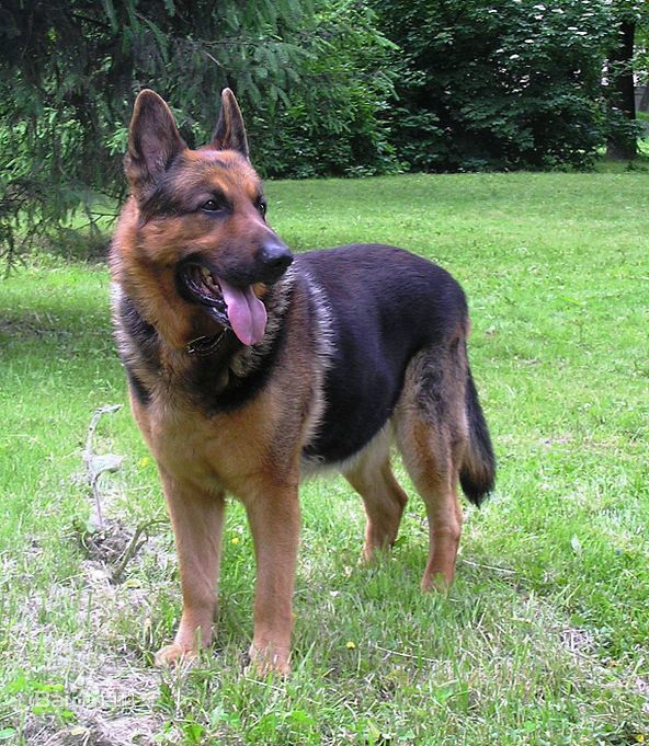 原创德国牧羊犬的性格决定了它忠诚敏锐洞察力和良好的推理能力