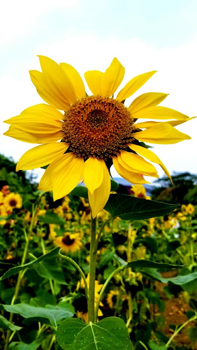 手机主题壁纸向日葵