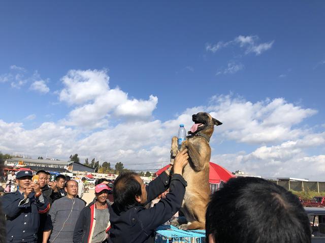 狗市:商贩展示马犬训练效果,引来众多的顾客,喊价2500元!