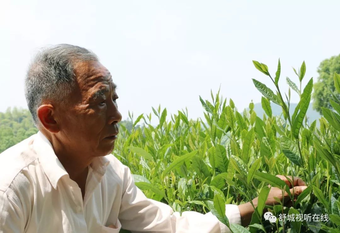 舒城好人六吴福广只为你手中一盏好茶