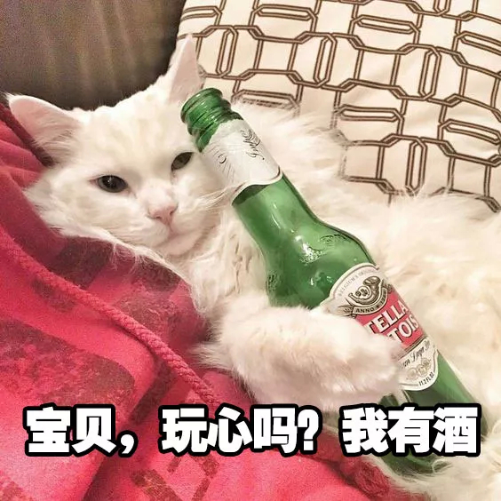 猫拿啤酒表情包图片