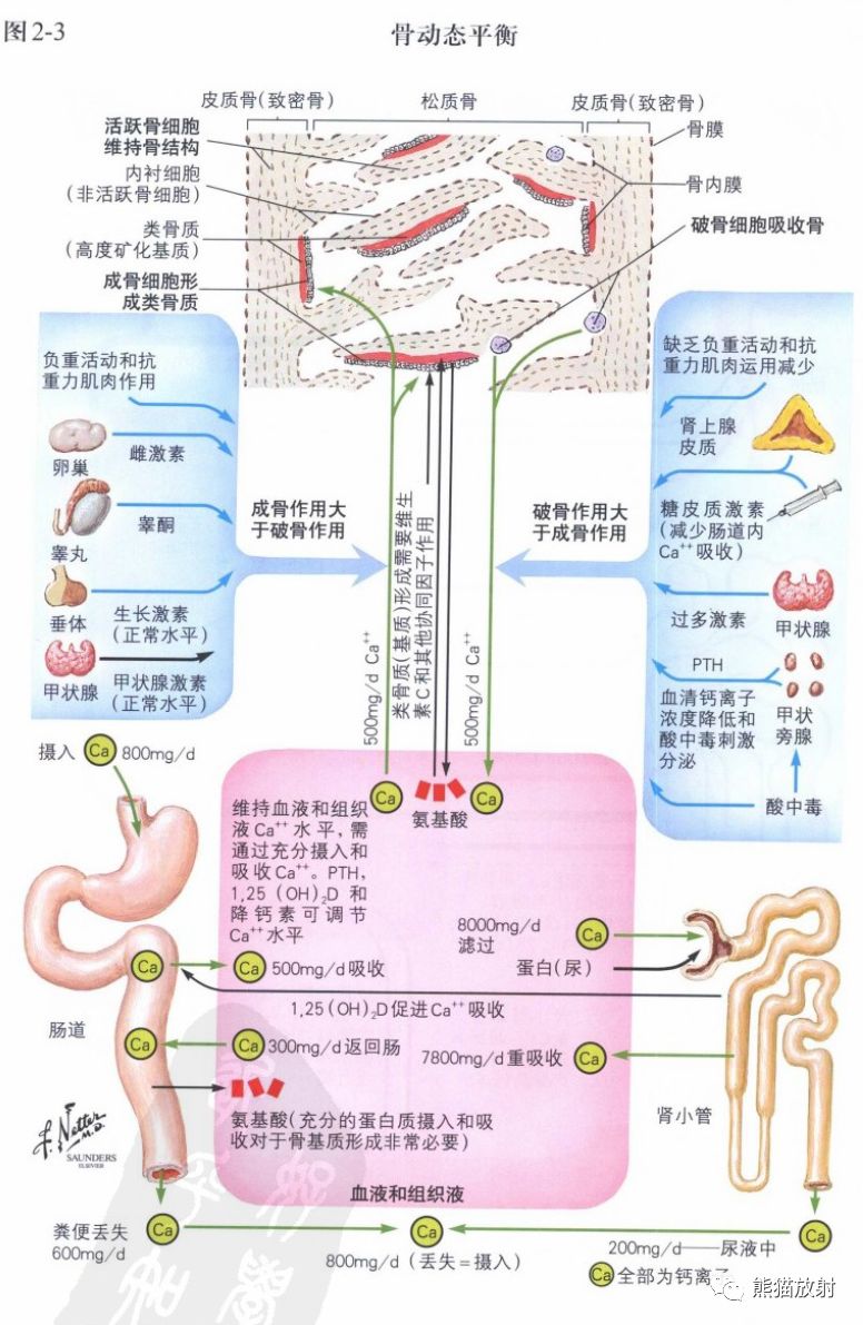 奈特图谱丨骨形成代谢性骨病