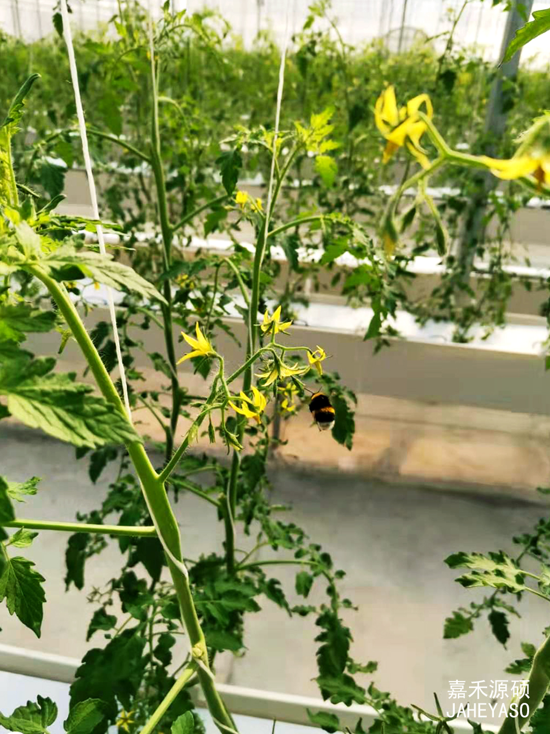 记录最美瞬间丨熊蜂摄影网络展