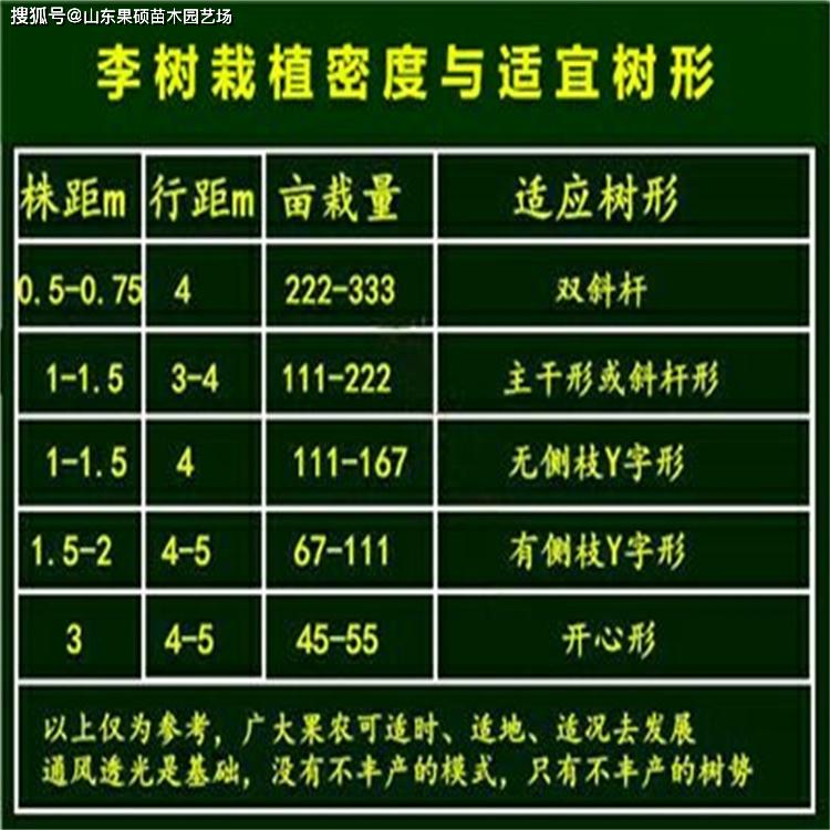 恐龙蛋李子品种介绍恐龙蛋李子几月份成熟恐龙蛋李子特点