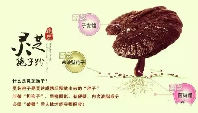 灵芝孢子粉作为一种保健品,很适合女性及老人服用,而且女性最好是长期