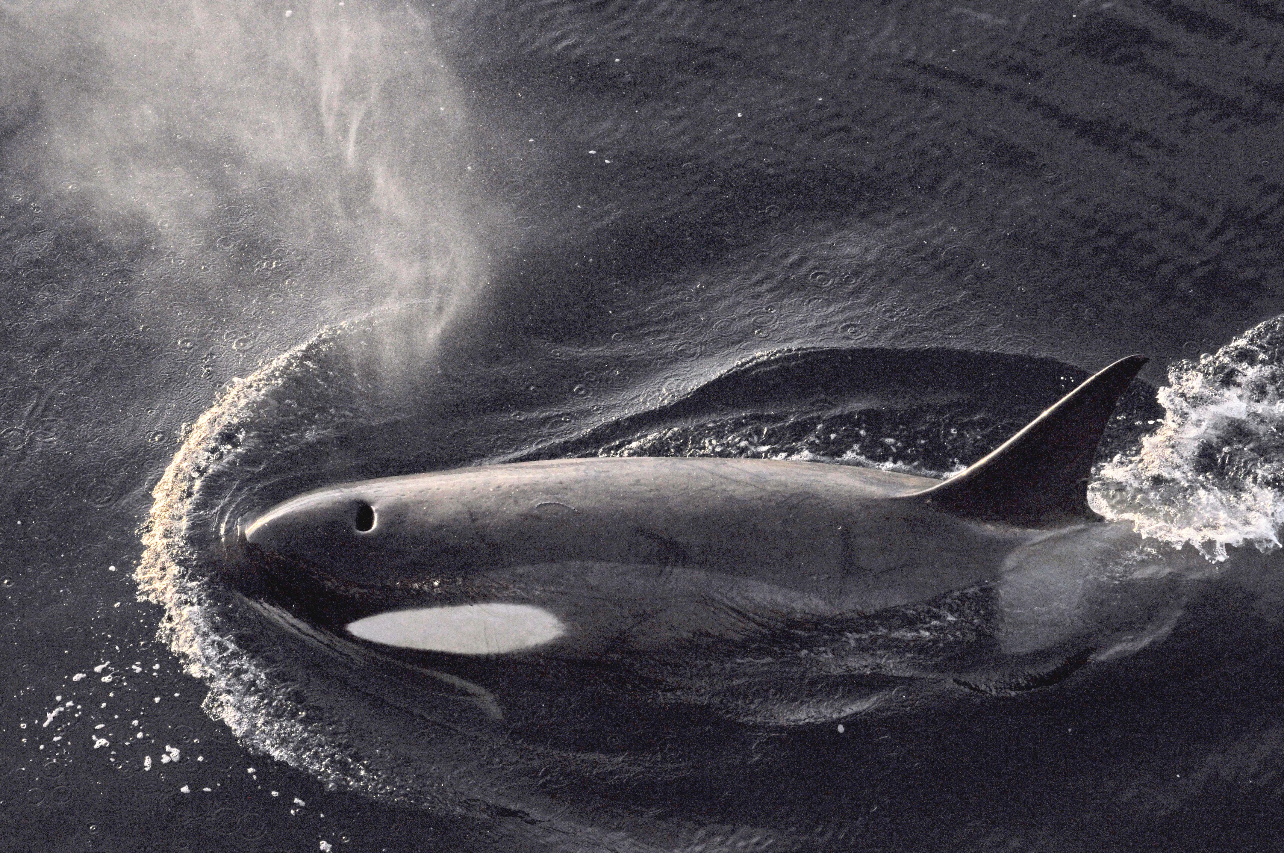 紫罗兰虎鲸图片