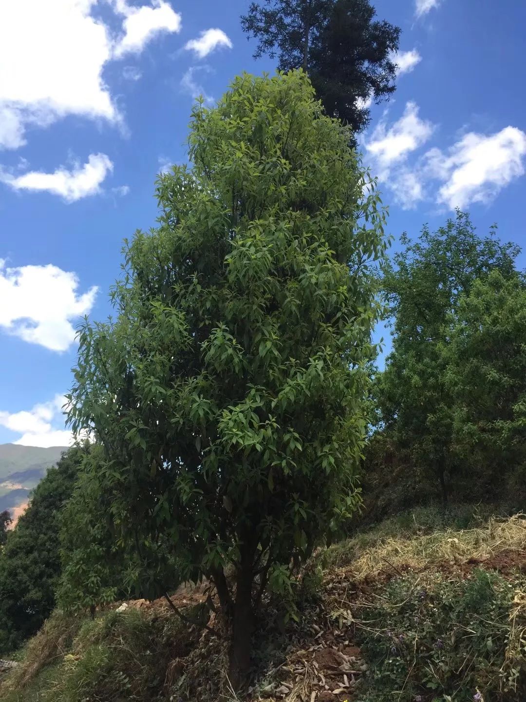 看會東丨老君灘鄉老鷹茶助農奔康