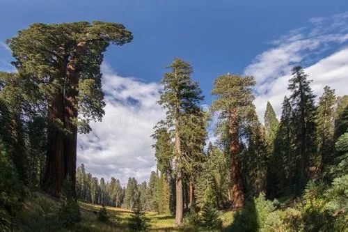 四,美国林业标准化体系美国农业标准体系由ansi为协调中心的国家标准