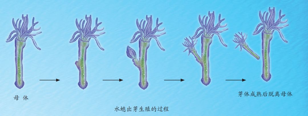 水螅出芽体整装片观察图片