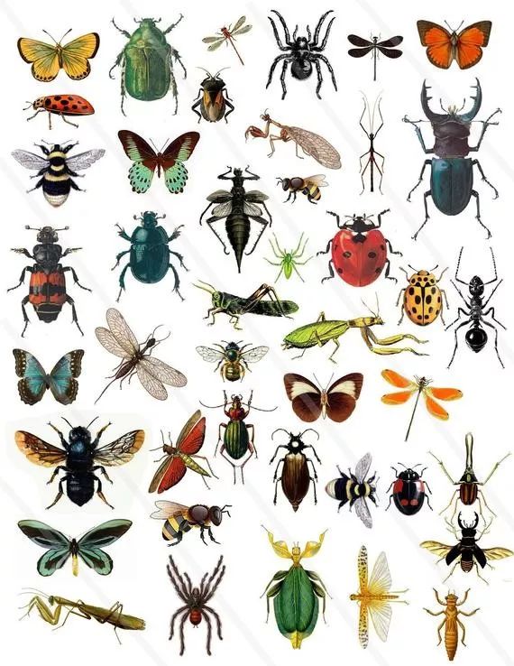 常见昆虫100种 种类图片