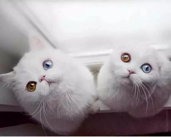 猫咪阴阳眼能够通灵的