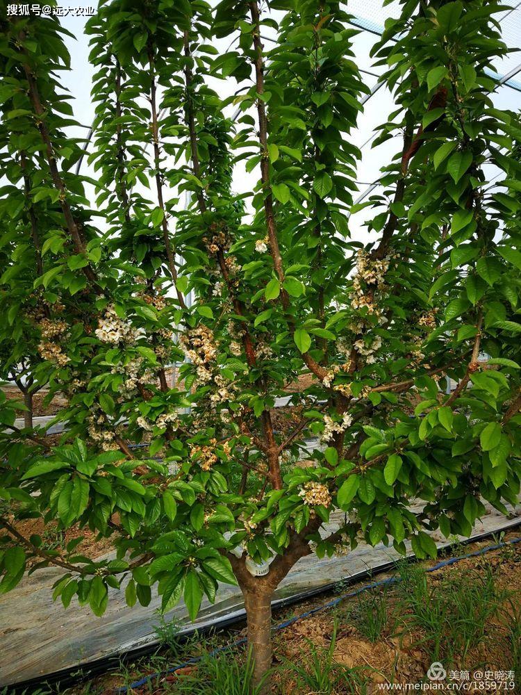 大樱桃密植高产树形图片