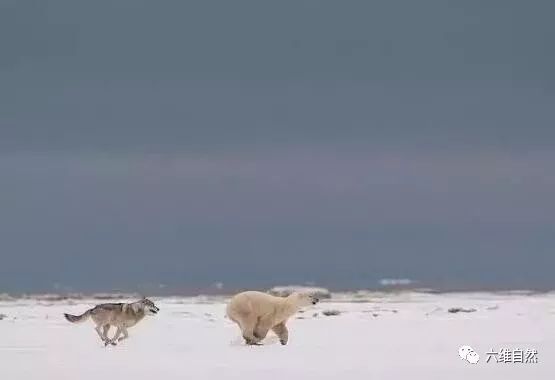 狼狈逃跑图片