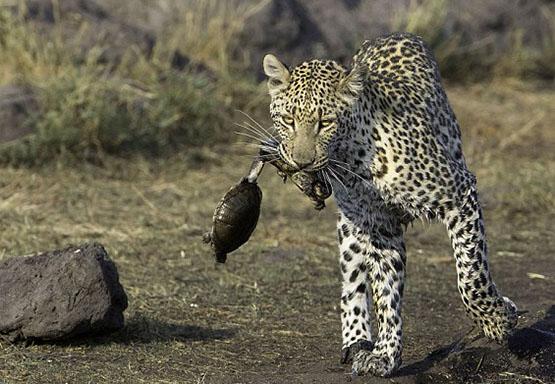 花豹饥不择食到岸边捕食水中的乌龟,却捞起一对"连体乌龟情侣"_猎物