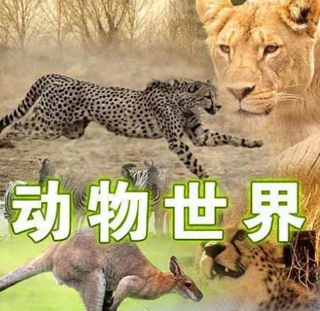 同时,他还是节目《动物世界》《人与自然》的主持人及配音,这么多年