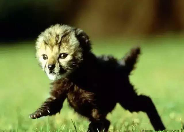 黑色条纹护身的王猎豹,比其它猎豹更凶猛?