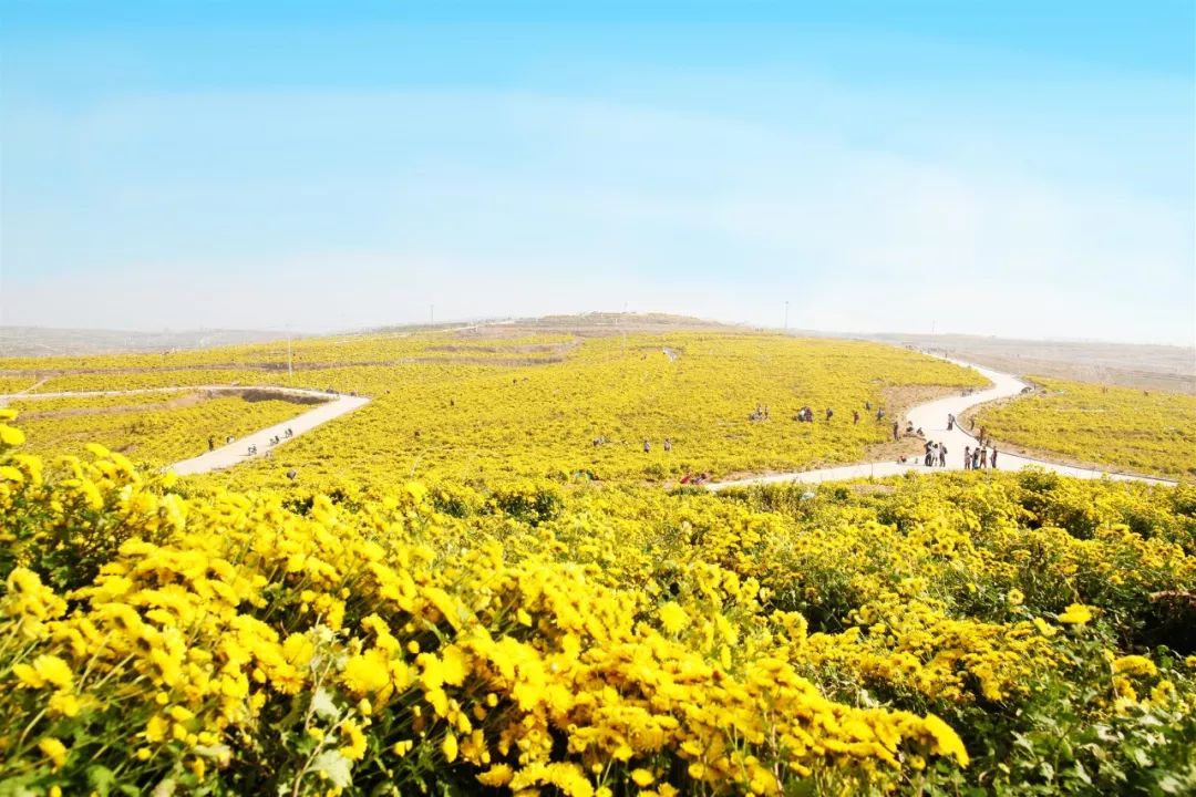 山东泰茶良心谷有机产业正式入驻新华书店