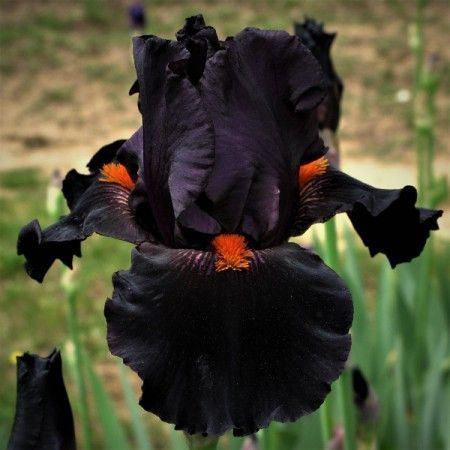 花艺培训十几种难得一见的黑色系花材