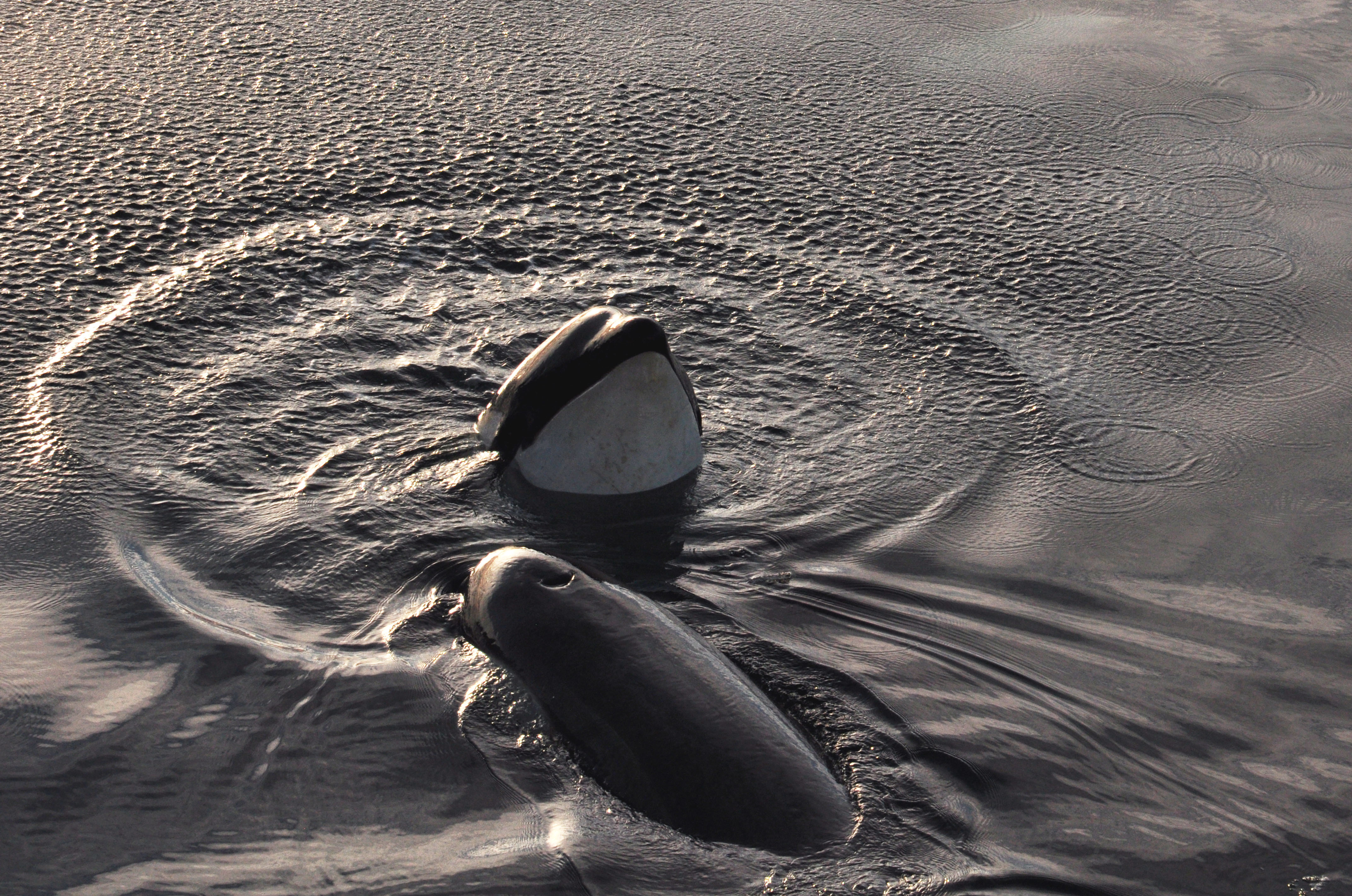 大西洋二型虎鲸图片