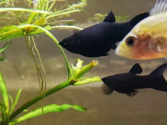 终于生了鱼友黑玛丽鱼大着肚子忽悠了我一个月