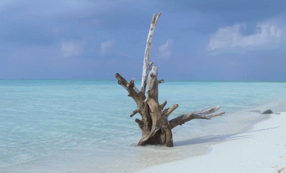 背后是无尽的沧海桑田.海边立着一截奇异的枯木,感受辽阔的孤独.