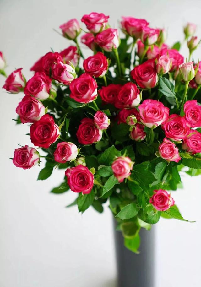 鲜切花 | 复色多头玫瑰狮子座,红白相交高端配色