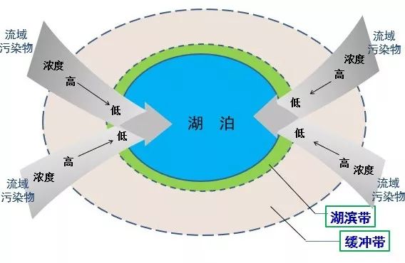 湖泊缓冲带与湖滨带最大的区别在于缓冲带是人为主观设置的,而湖滨带