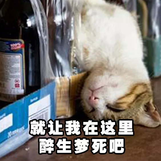 猫猫喝酒表情包