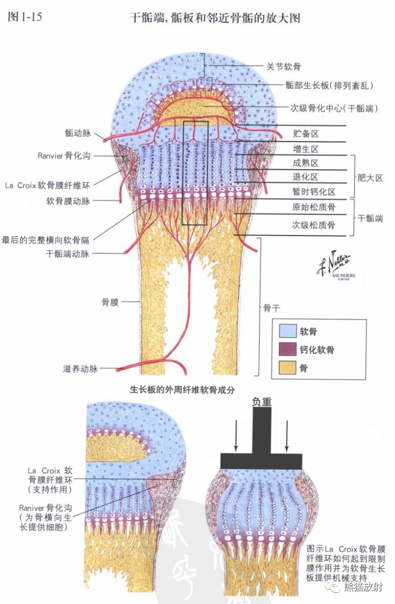 奈特图谱丨骨形成,代谢性骨病