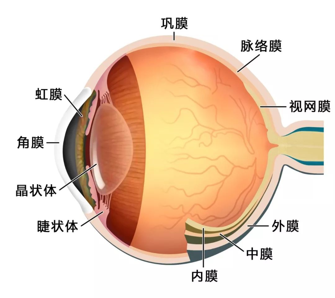 眼睛结构图片幼儿图片