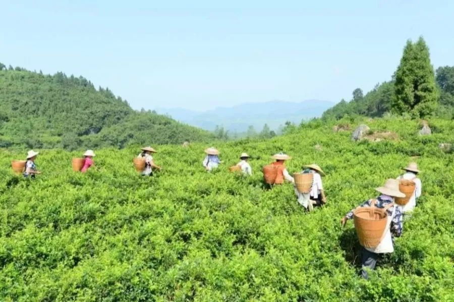 高端莓茶每斤破万元永顺群众搭上致富快车道