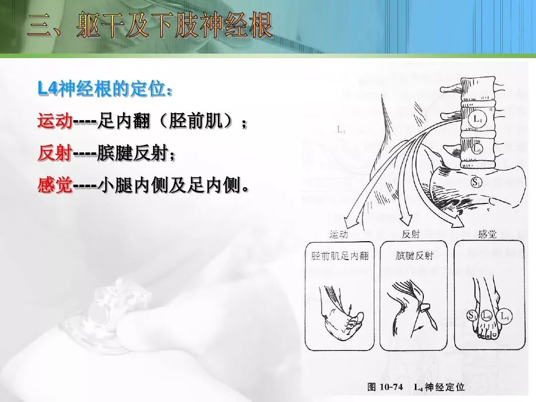 深入细说坐骨神经痛附送脊柱神经定位检查
