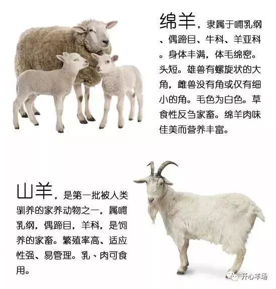 山羊与绵羊的区别外表图片