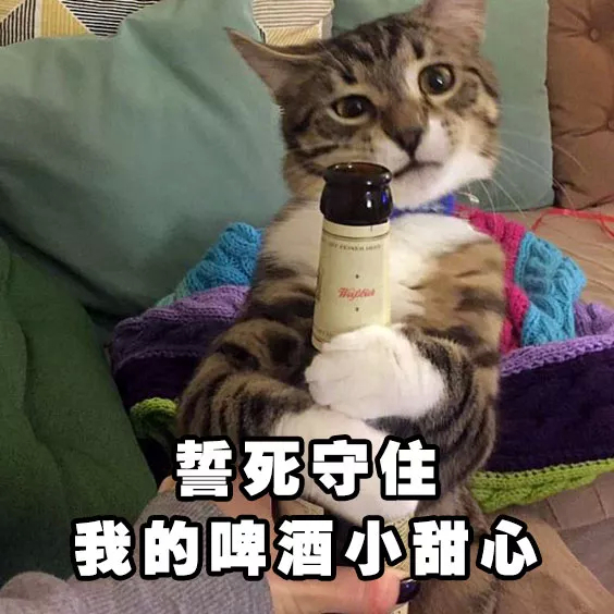 猫猫喝酒表情包