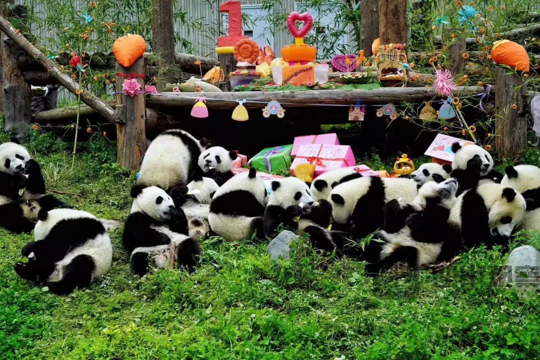卧龙大熊猫繁育中心图片