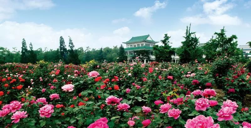 提起花园式工厂建设,不能不说说首钢月季园.